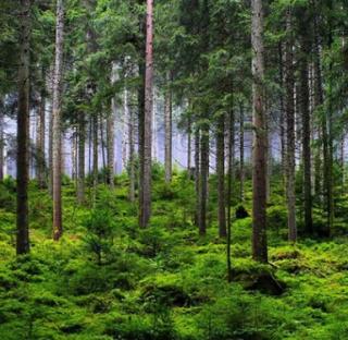 Игра Побег из леса с ежевикой фото