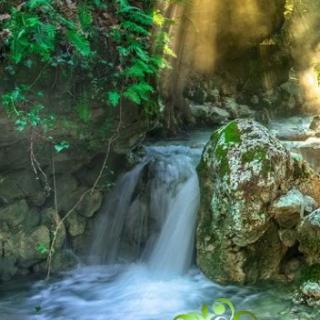 Игра Приключения в тропическом лесу фото